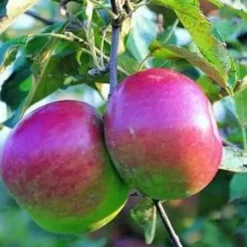 Pommier Melrose. Le pot de 12 litres, forme gobelet