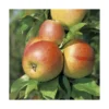 Pommier Reine Des Reinettes. En racine nue, forme palmette U simple
