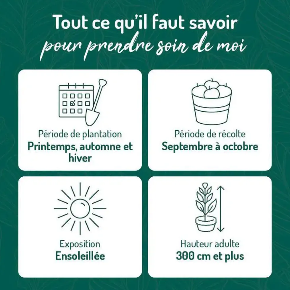 Pommier Reine Des Reinettes. Le pot de 12 litres, forme gobelet