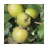 Pommier Reinette Grise Du Canada. Le pot de 12 litres, forme gobelet