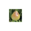 Pommier Tentation® Delblush. En racine nue, forme palmette U simple