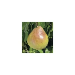 Pommier Tentation® Delblush. En racine nue, forme palmette U simple