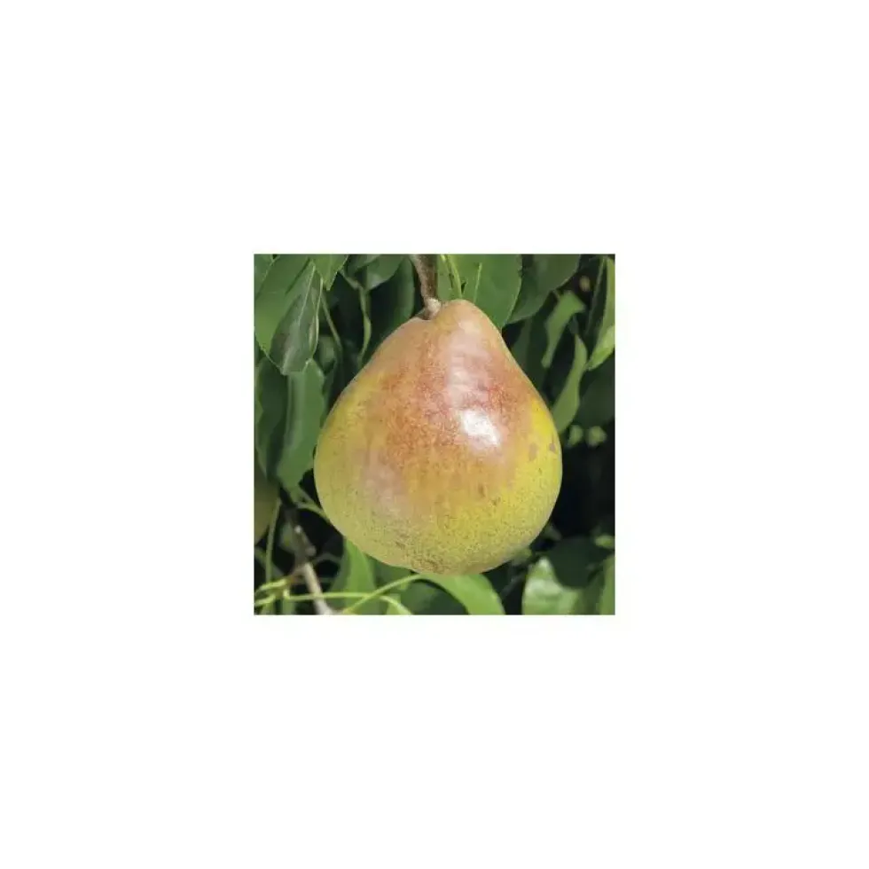 Pommier Tentation® Delblush. En racine nue, forme palmette U simple
