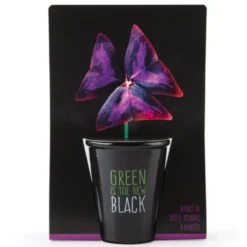 Pot Black Trèfle pourpre à semer 6.5x12 cm