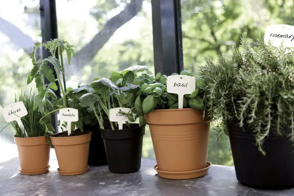 Pot 17cm Green Basics Elho noir