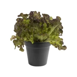 Pot 15cm Green Basics Elho noir