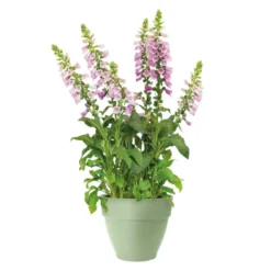 Pot en polypropylène vert pistache Elho Vibia Campana - Ø 25 x 21 cm
