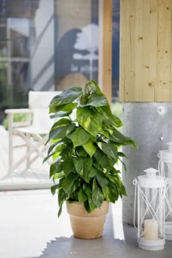 Pothos Aureus. Le pot de Ø 24 x H 150 cm