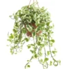 Pothos N'Joy blanc. La suspension Ø 17 cm