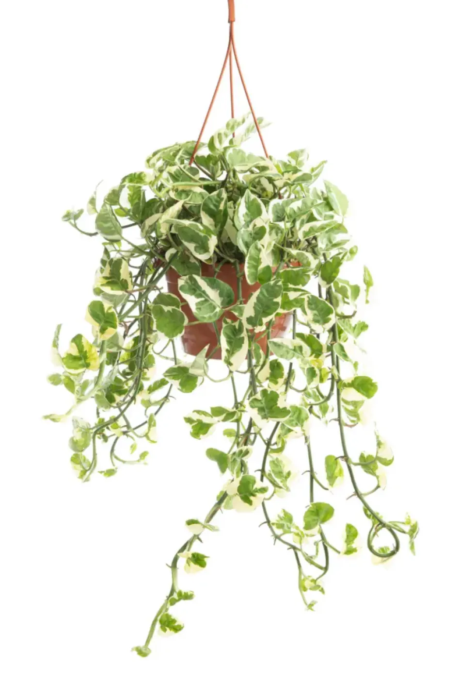 Pothos N'Joy blanc. La suspension Ø 17 cm