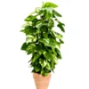 Pothos Scindapsus Aureus en pot diamètre 35 cm - 180 cm