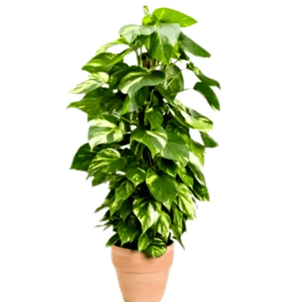 Pothos Scindapsus Aureus en pot diamètre 35 cm - 180 cm