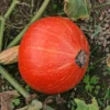 Potimarron Huchiki Kuri Bio. La barquette de 6 plants