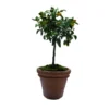 Pot Toscane en terre cuite claire - Ø80 x H64