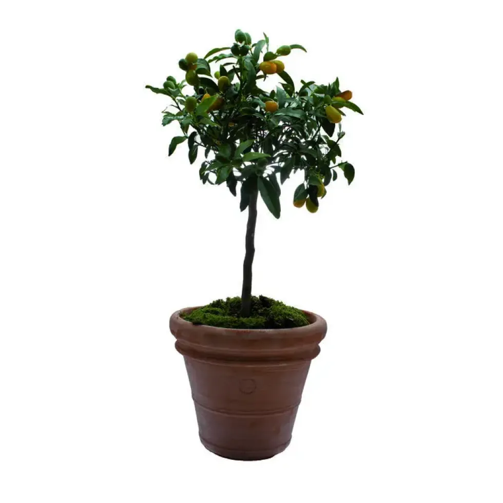 Pot Toscane en terre cuite claire - Ø80 x H64