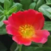 Pourpier à fleurs simples - Le pot de 3 litres