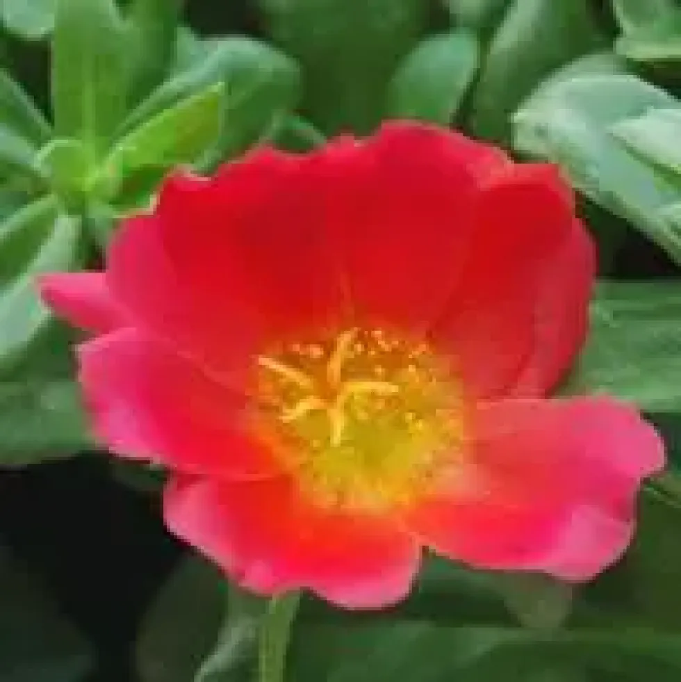 Pourpier à fleurs simples - Le pot de 3 litres