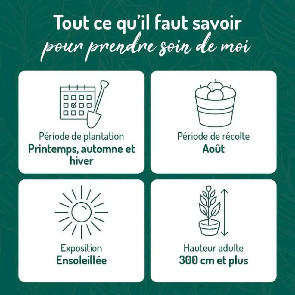 Prunier Mirabelle De Nancy. Le pot de 15 litres forme 1/2 tige
