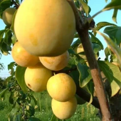 Prunier Mirabelle De Nancy Lr. Le pot de 12 litres
