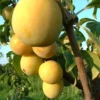 Prunier Mirabelle De Nancy Lr. Le pot de 15 litres