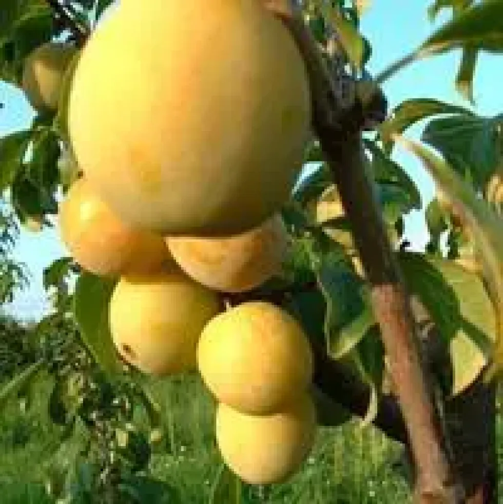 Prunier Quetsche D'Alsace. En racine nue, forme gobelet