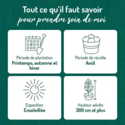Prunier Quetsche D'Alsace. Le pot de 15 litres forme 1/2 tige