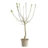 Prunier Reine Claude D'Oullins. Le pot de 12 litres, forme gobelet