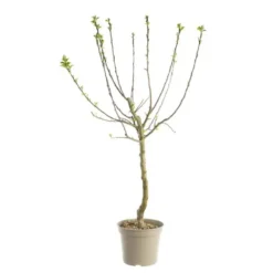 Prunier Reine Claude D'Oullins. Le pot de 12 litres, forme gobelet