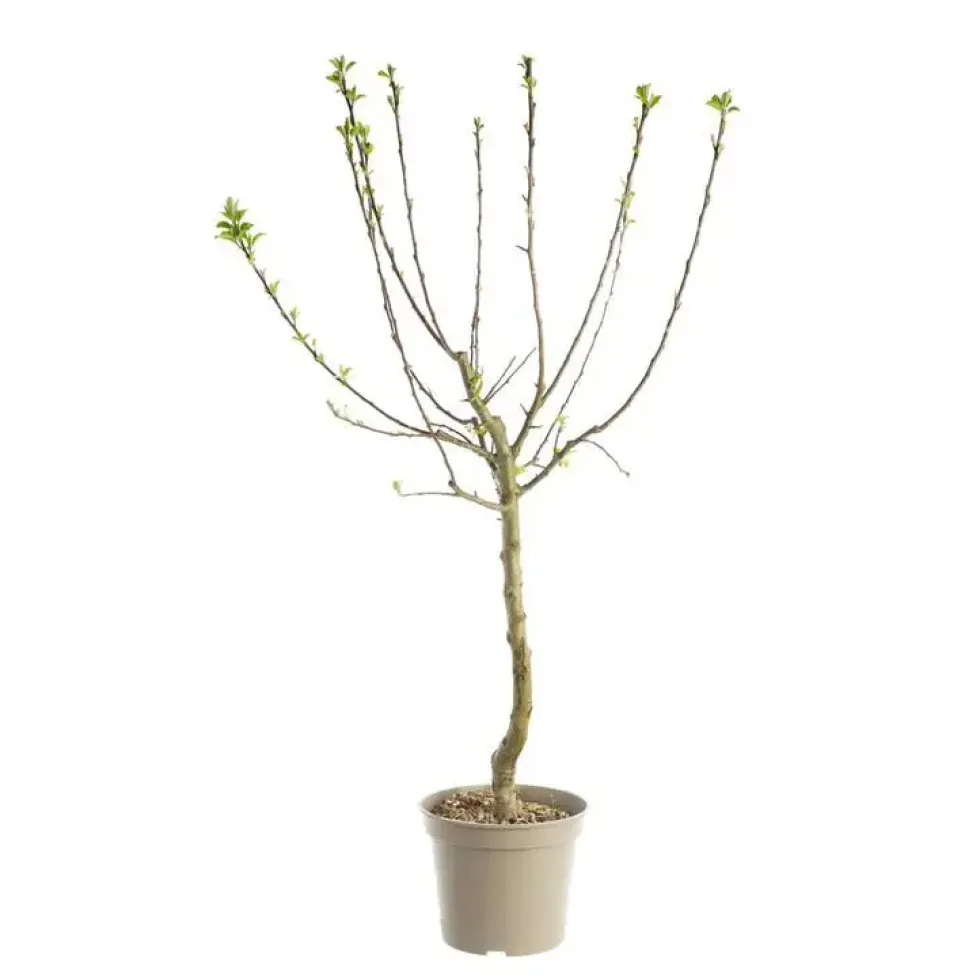 Prunier Reine Claude D'Oullins. Le pot de 12 litres, forme gobelet