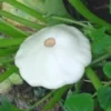 Pâtisson blanc bio - Prix au kg