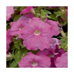 Pétunia à massifs - Le pack de 6 plants