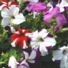 Pétunia retombant coloris variés. Le pot de 10,5 cm