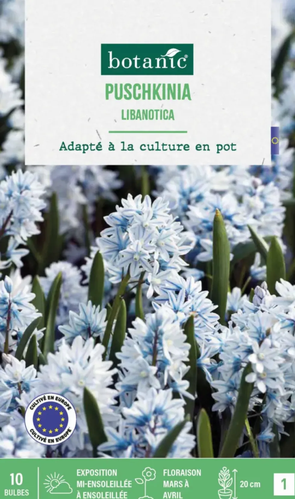 Puschkinea libanotica botanic® - 10 bulbes