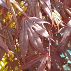Érable du Japon Acer Palmatum Rouge rouge. Le pot de 15 litres
