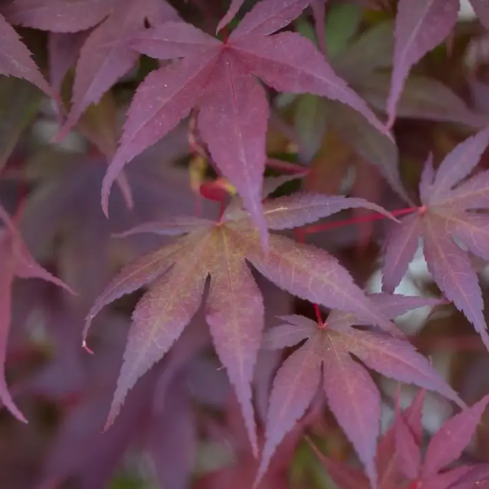 Érable du Japon variété Bloodgood rouge. Le pot de 15 litres