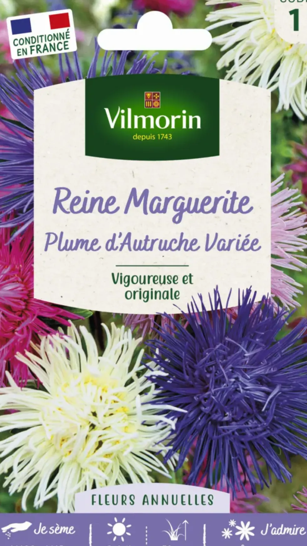 Reine Marguerite Plume d'Autruche variée Vilmorin - graines à semer