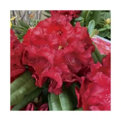 Rhododendron léo rouge en pot de 7,5 L