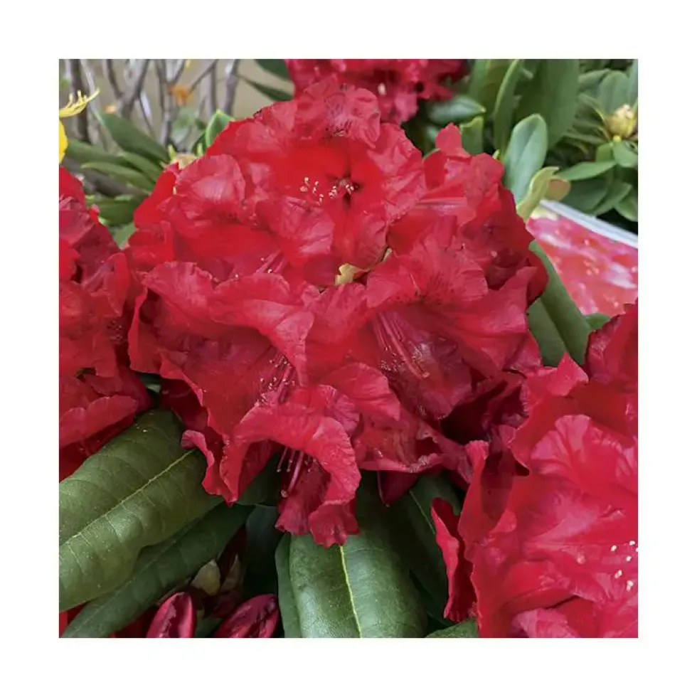 Rhododendron léo rouge en pot de 7,5 L