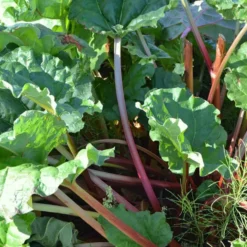 Rhubarbe Bio. Le pot de 1 litre