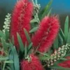 Rince bouteille (Callistemon Laevis). Le pot de 2 litres