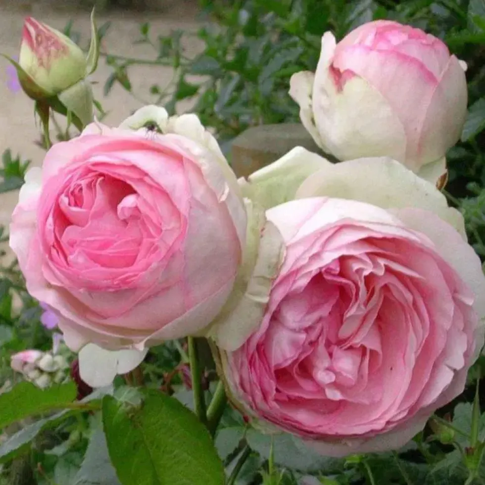 Rosier grimpant Pierre de Ronsard rose. Le pot de 5 litres