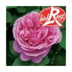 Rosier Line Renaud® Label Rouge en pot de 5L