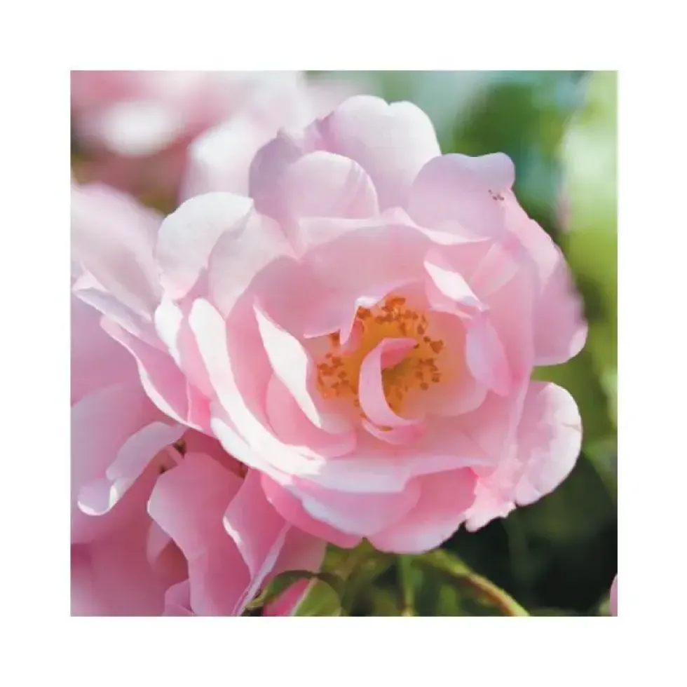 Rosier mareva rose avec pot bleu de 5 L