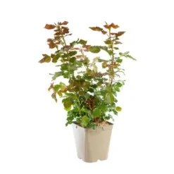 Rosier Parfum Royal® Label Rouge en pot de 5L