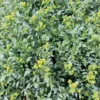 Rue Bio. Le pot de 1 litre