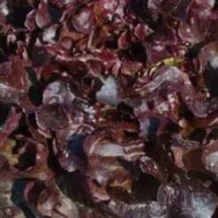 Salade A Couper Feuille De Chene Rouge Opalix Bio. La barquette de 12 plants