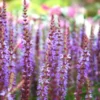 Salvia Nemorosa - Le pot de 3 litres