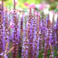 Salvia Nemorosa - Le pot de 3 litres