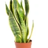 Sansevieria Trifasciata Laurentii. Le pot de Ø 21 x H 80/90 cm