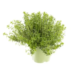 Sarriette Bio. Le pot de 2,5 litres